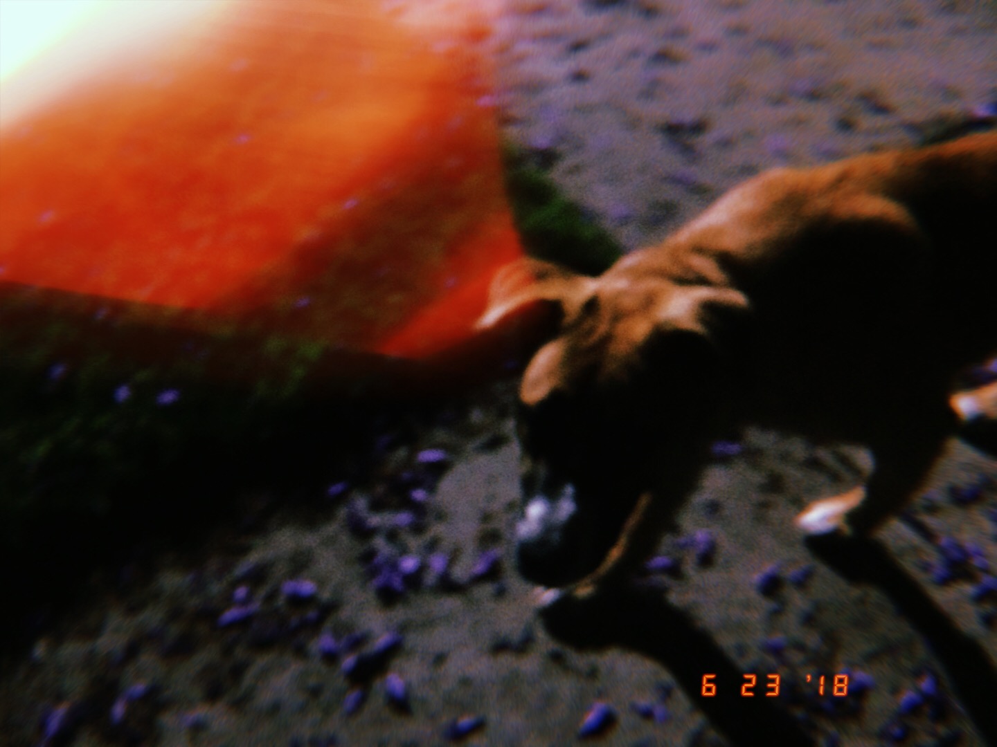 late night stroll with leo.