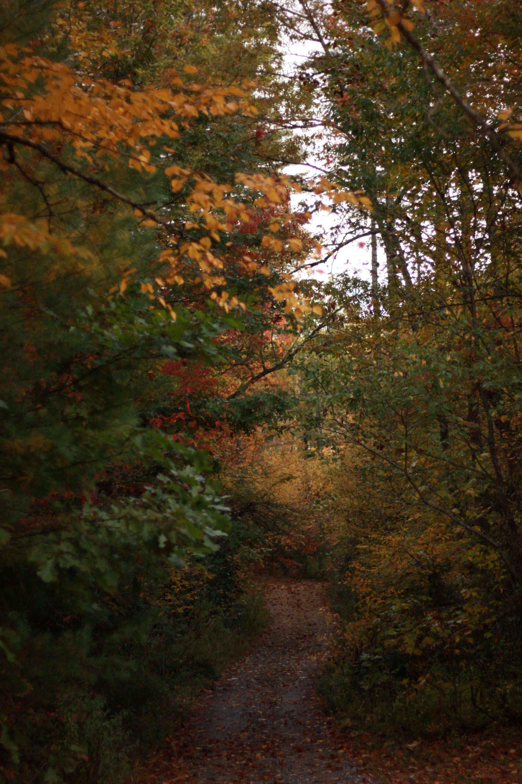 sapphire valley road trip.