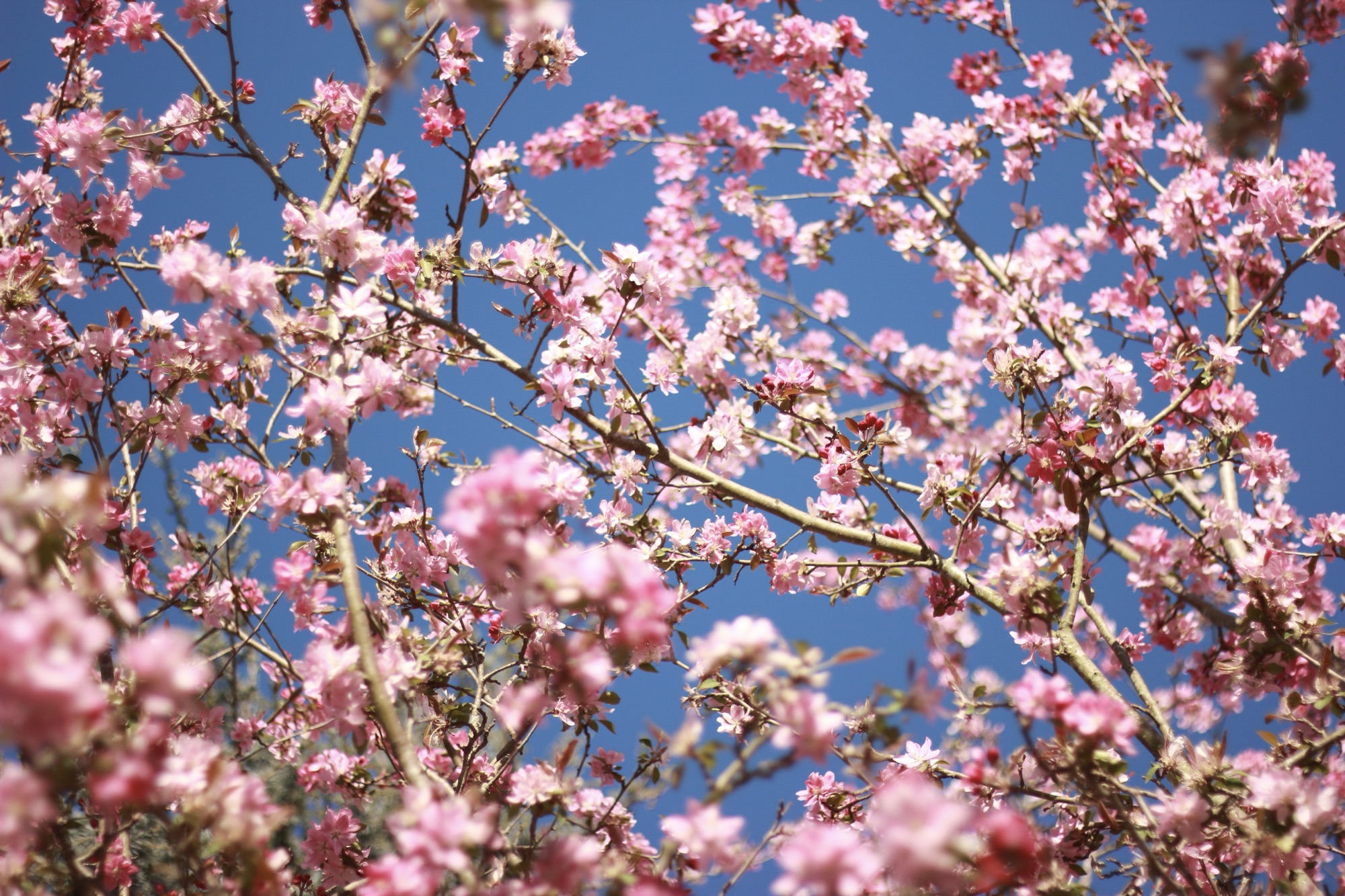 spring in chapel hill.