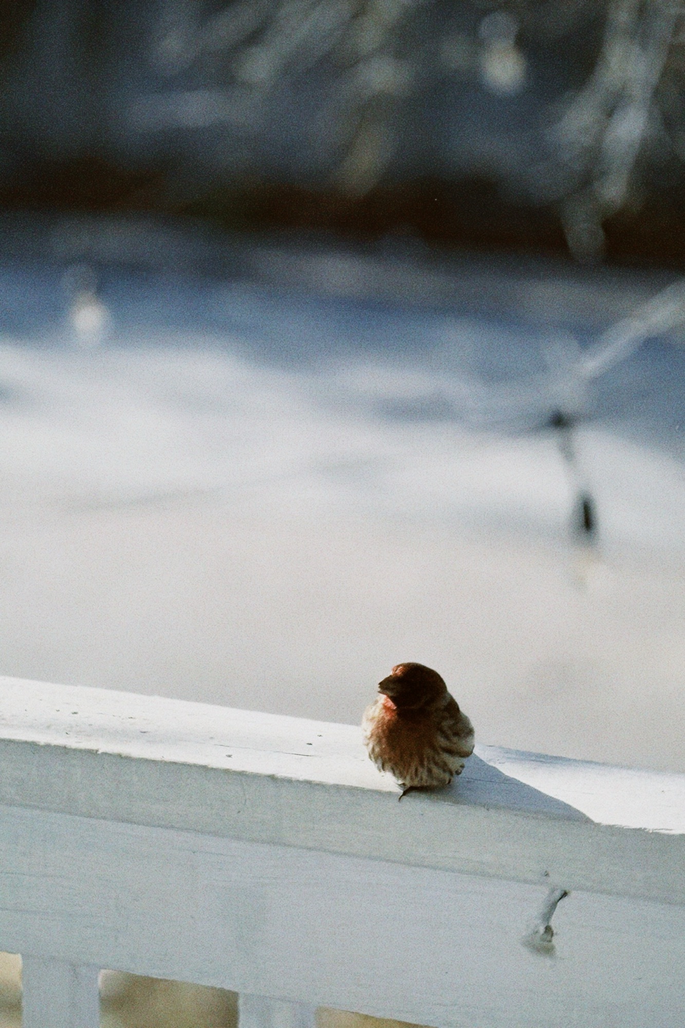 house finch, sunbathing.